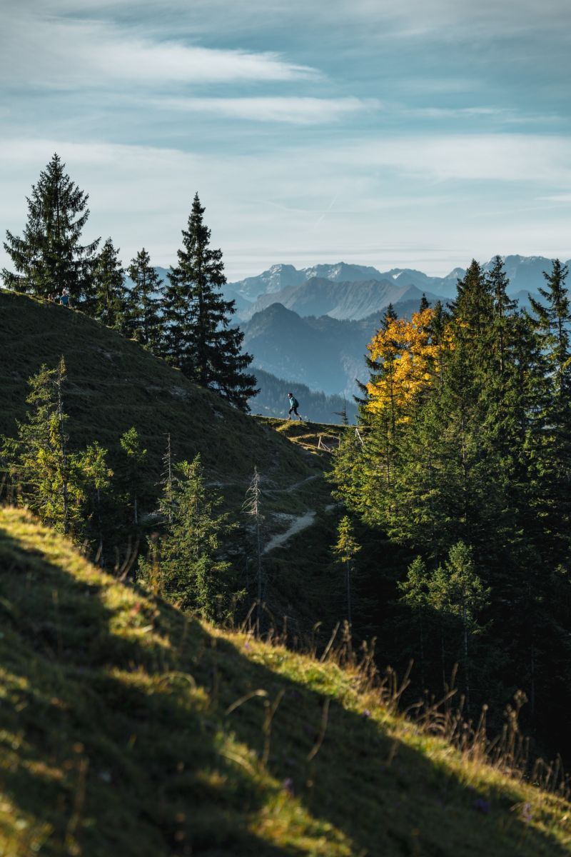 Mountains Forest